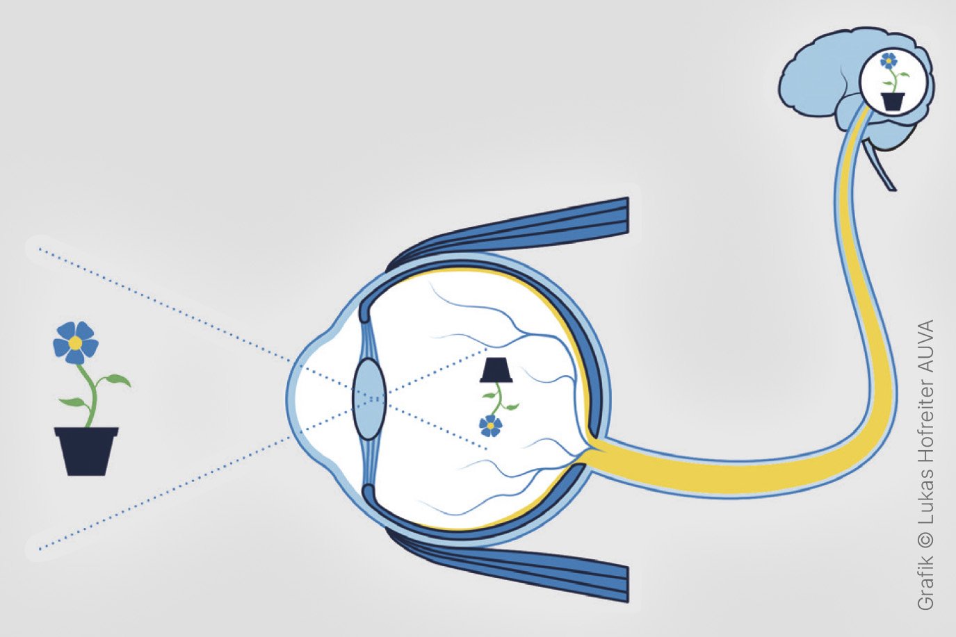 Schematische Darstellung des Sehvorgangs: Ein Objekt, dargestellt als Blume, wird durch das Auge wahrgenommen. Die optischen Signale werden über den Sehnerv ins Gehirn geleitet, wo sie verarbeitet werden.