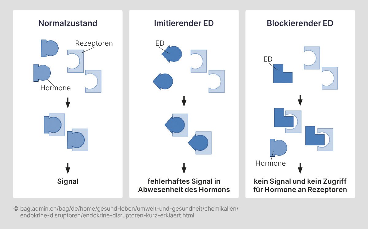 Darstellung des Einflusses von endokrinen Disruptoren (ED) auf Rezeptoren, wobei ED Hormonsignale imitieren, blockieren oder fehlerhafte Signale erzeugen.