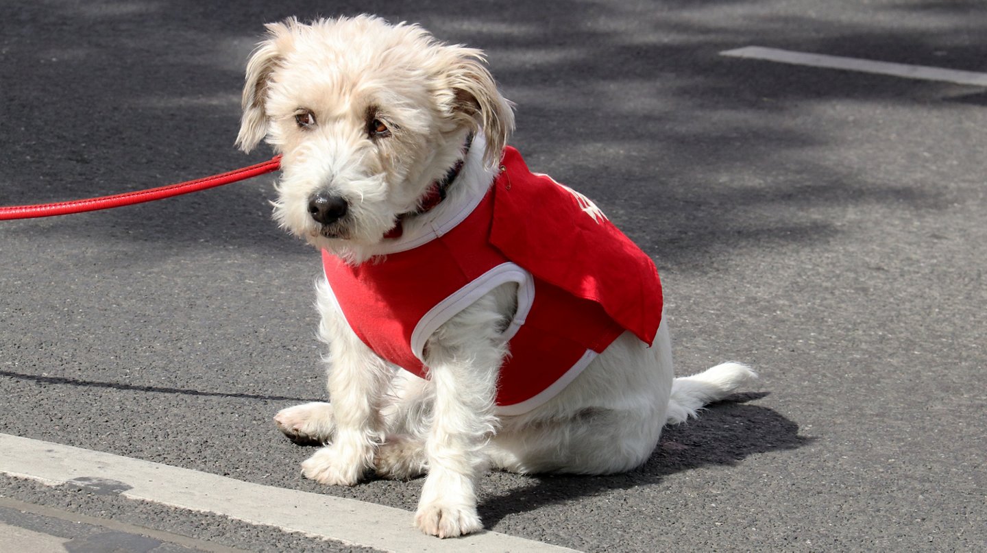 Hund mit roter Jacke und roter Leine