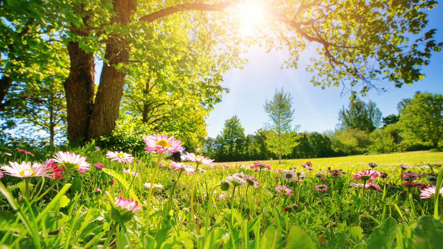 Rosafarbene Blumen auf einer Wiese, dahinter ein großer Baum durch dessen Zweig die Sonne scheint, eine Lichtung und Laubwald