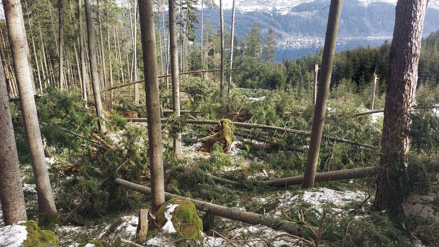 ein Wald mit gefällten Baumen